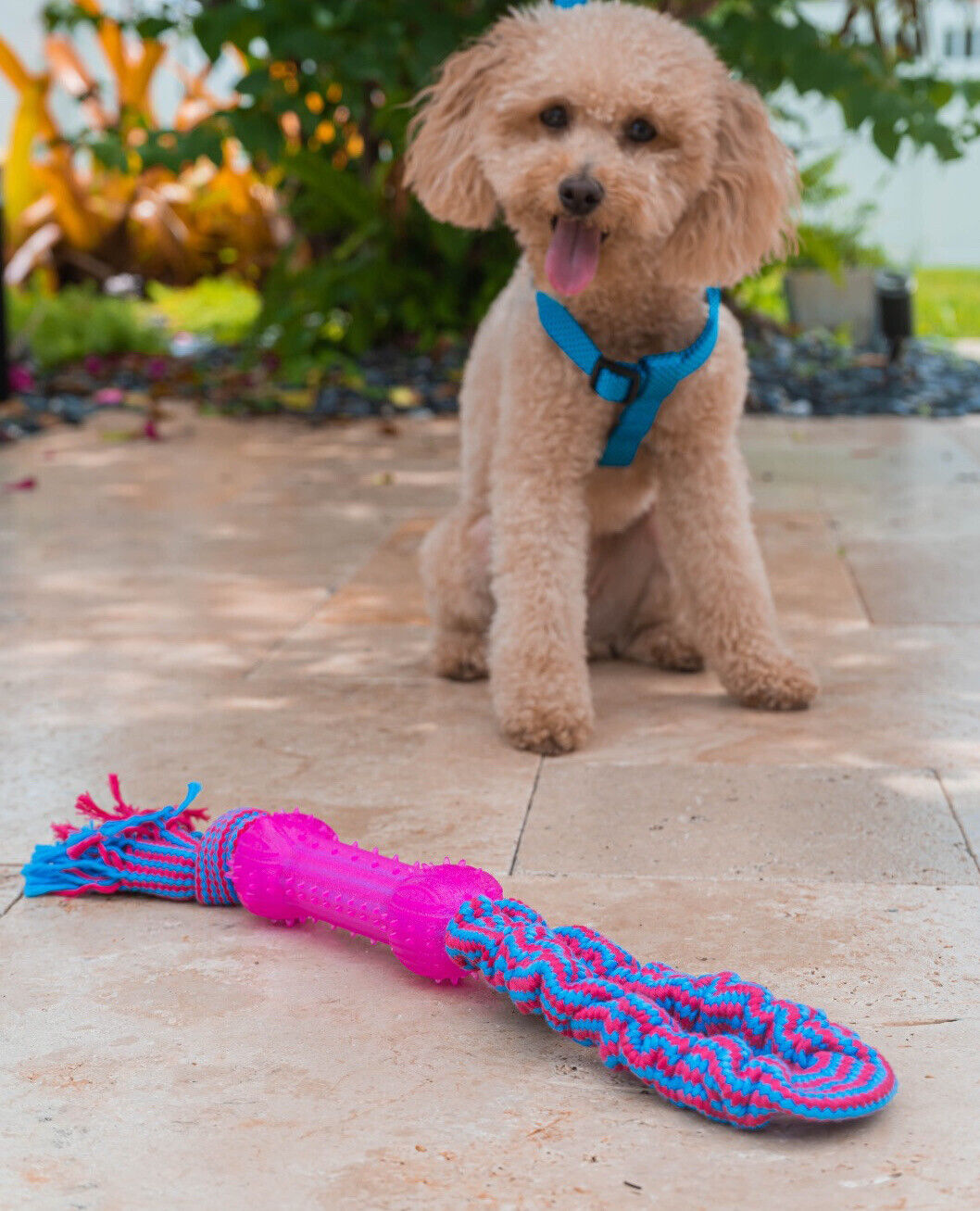 Brooklyn Pet Gear Bungee Rope and Bone Toy (Assorted Colors)