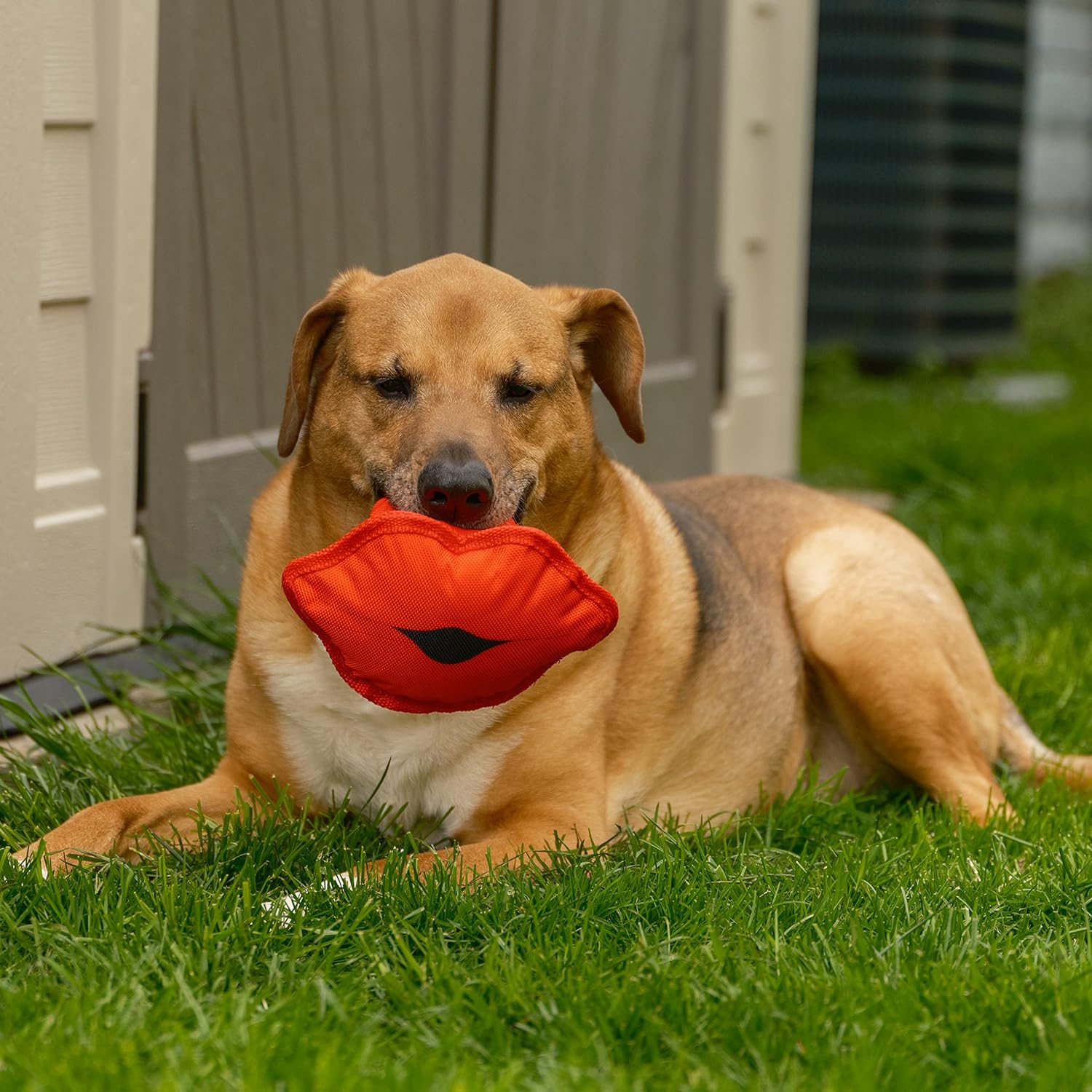 Pucker Up Buttercup Red Lips Funny Face 6 x 3 Inch Durable Lightweight Water Resistant Dog Toy