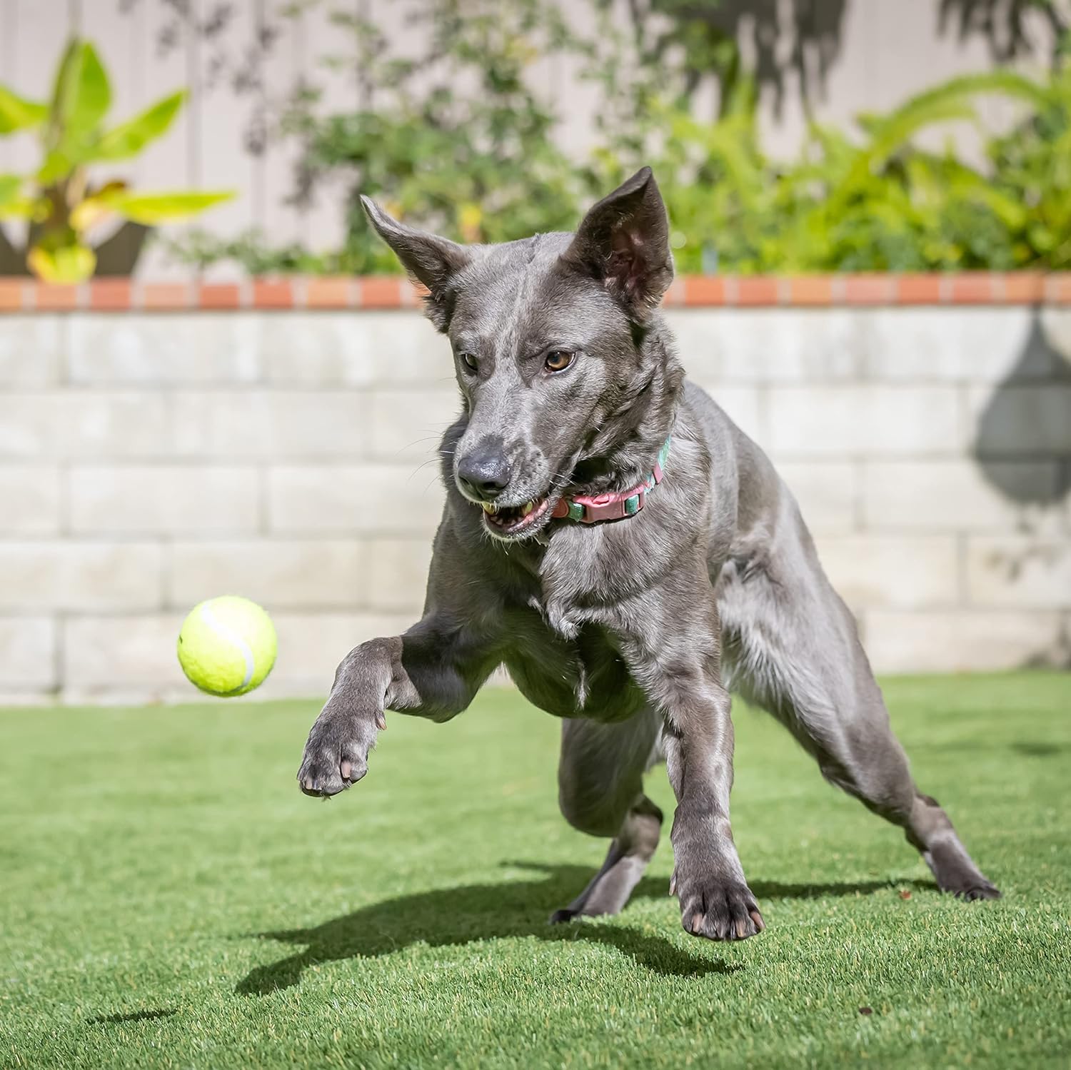 Hyper Pet Tennis Balls for Dogs - 24 Pack 2.5"