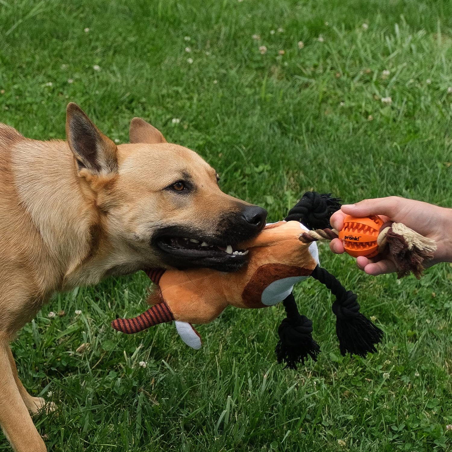 Springbok Antelope 12 x 8 Inch Durable Soft Plush Squeaky Rope Dog Toy, 8 Pack